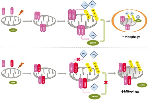 Putative mechanism of p.G411S variant.Top: Function of wild-type PINK1. Damage to mitochondria results in the formation of PINK1 homodimers at the mitochondria. The kinase function of PINK1 induces ubiquitin phosphorylation, as well as phosphorylation and activation of parkin, which is translocated to the mitochondria, culminating in engulfment of damaged mitochondria by autophagosomes and degradation by lysosomes. Bottom: The dominant negative mechanism of the heterozygous PINK1 p.G411S mutation. Damage to mitochondria results in the formation of dimers at the mitochondria that may be heterodimers consisting of wild-type PINK1 and G411S PINK1. The mutation confers a dominant negative effect disrupting the normal kinase function of the wild-type PINK1, leading to reduced ubiquitin phosphorylation, and reduced parkin activation and translocation. Ultimately this would lead to impaired mitophagy and accumulation of damaged mitochondria. WT = wild-type.