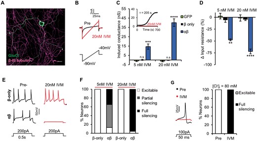 GluCl activation silences electrical activity of DRG neurons in vitro. Whole-cell patch clamp recordings of DRG neurons electroporated with GluClα/β-YFP. (A) GluCl+ DRG neuron. Scale bar = 30 µm. (B) Voltage ramp used to determine membrane conductance. Ivermectin (IVM, 20 nM) treatment induces a membrane conductance in GluCl+ DRG, as seen by the increased slope of the current trace. (C) Induced conductance in response to ivermectin. (Inset) Example recording of ivermectin-conductance over time. One-way ANOVA with post hoc Bonferroni test comparing groups to control (GFP), GFP 5 nM ivermectin n = 10, GFP 20 nM ivermectin n = 10, β-only 5 nM ivermectin n = 11, β-only 20 nM ivermectin n = 15, αβ 5 nM ivermectin n = 24 and αβ 20 nM ivermectin n = 24. (D) Change in input resistance following ivermectin. One-way ANOVA with post hoc Bonferroni test comparing groups to control (GFP), GFP 5 nM ivermectin n = 10, GFP 20 nM ivermectin n = 10, β-only 5 nM ivermectin n = 11, β-only 20 nM ivermectin n = 15, αβ 5 nM ivermectin n = 24 and αβ 20 nM ivermectin n = 24. (E) Firing of neurons in response to supra-threshold current injection pre- and post-ivermectin treatment. (F) Ability of GluCl+ neurons to fire an action potential in response to a short (50 ms) depolarizing current. Neuronal excitability was defined by the fold-increase in rheobase comparing pre- and post-ivermectin values: <3 (excitable), 3–10 (partial silencing) or >10-fold (full silencing). P < 0.001, chi-squared test (χ2 = 55.74 with 4 degrees of freedom). β-only 5 nM ivermectin n = 11, β-only 20 nM ivermectin n = 15, αβ 5 nM ivermectin n = 24 and αβ 20 nM ivermectin n = 24. (G) Excitability of GluCl+ DRG assessed while using an intracellular solution containing 80 mM Cl−. (Left) Example firing of a GluCl+ neuron in response to supra-threshold current stimuli pre- and post-ivermectin (20 nM). (Right) Following ivermectin, 5/5 neurons were unable to fire an action potential in response to a current 10-fold their pre-drug rheobase value (full silencing). All grouped data are mean ± SEM, *P < 0.05, **P < 0.01, ***P < 0.001; P < 0.0001.