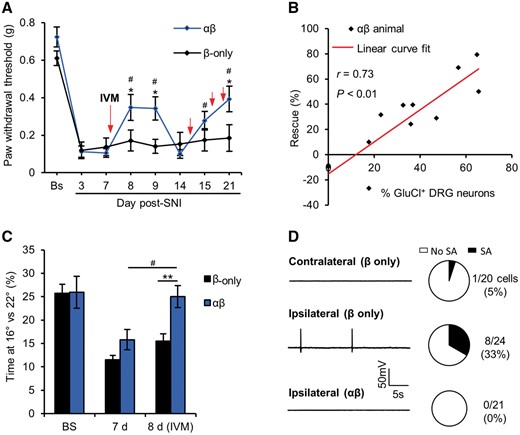 GluCl activation can reverse nerve injury-induced hypersensitivity. (A) Time course of mechanical hypersensitivity following SNI. Red arrows indicate the time at which animals received a systemic dose of 5 mg/kg ivermectin. *P < 0.05, repeated measures (RM)-ANOVA followed by post hoc Bonferroni test comparing means of β-only and αβ groups. #P < 0.05, repeated measures ANOVA followed by post hoc Bonferroni test comparing post-SNI time-points with Day 7, n = 11 animals per group. (B) Correlation between average rescue (Days 8 and 15) of mechanical hypersensitivity following a single dose of ivermectin and the proportion of L4 DRG neurons expressing GluCl. *P < 0.05, Pearson’s correlation co-efficient. (C) Time spent at 16°C versus 22°C drops 7 days after SNI but is recovered 24 h following systemic ivermectin. **P < 0.01, *P < 0.05, repeated measures ANOVA followed by post hoc Bonferroni test comparing means of β-only and αβ groups. #P < 0.05, repeated measures ANOVA followed by post hoc Bonferroni test comparing means at Day 7 versus Day 8, n = 11 animals per group. (D, left) traces of GluCl+ neurons taken from uninjured (contralateral) and injured (ipsilateral) DRG of SNI animals illustrating resting membrane potential over 30 s. (Right) Proportion of cells exhibiting ectopic activity. **P < 0.01, chi-squared test (χ2 = 12.01 with 2 degrees of freedom), data derived from three independent experiments. All averaged data represent mean ± SEM. SA = spontaneous activity.
