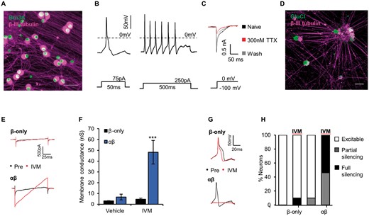 GluCl activation silences human iPSC-derived sensory neurons. (A) Mature human iPSC-derived sensory neurons stain positive for the sensory neuron transcription factor Brn3a (green) and neuronal marker β-III tubulin (magenta). Scale bar = 50 μm. (B) Evoked firing in response to short (left) and long (right) depolarizing current injection. Note the inflection on the falling phase of the action potential—a property of endogenous nociceptors. (C) Example voltage clamp recording demonstrating both a TTX-sensitive and a TTX-resistant component to the Na+ current evoked by membrane depolarization to 0 mV. (D) GluCl expression in human iPSC-sensory neurons 2 weeks following treatment with GluCl-AAV. Scale bar = 50 μm. (E) Voltage ramp recordings of neurons expressing GluCl and treated with ivermectin (IVM, 20 nM). (F) Quantification of membrane conductance of neurons pretreated with either ivermectin (20 nM) or vehicle (0.01% DMSO). Kruskal-Wallis followed by post hoc Dunn’s test comparing groups to control (vehicle treated β-only): vehicle β-only, n = 9; vehicle αβ, n = 11; ivermectin β-only, n = 11; and ivermectin αβ, n = 13. (G) Evoked firing in response to supra-threshold current injection pre- and post-ivermectin treatment. (H) Neuronal excitability as defined based on a rheobase value; <3 (excitable), 3–10 (partial silencing) or >10 (full silencing) standard deviations above the mean of control (vehicle treated β-only, mean = 103 ± 28.2 pA). P < 0.001, chi-squared test (χ2 = 32.45 with 6 degrees of freedom); vehicle β-only, n = 9; vehicle αβ, n = 11; ivermectin β-only, n = 11; and ivermectin αβ n = 13. All grouped data are mean ± SEM, ***P < 0.001.