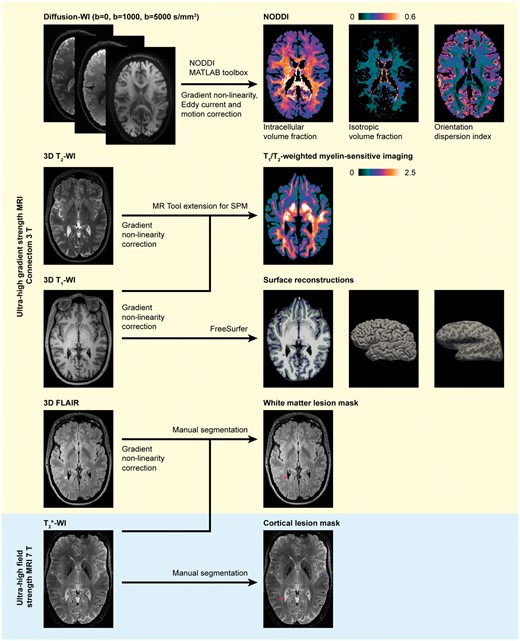 Overview of the image acquisition and processing pipeline. Ultra-high gradient strength MRI processed for NODDI, myelin-sensitive imaging, FreeSurfer reconstruction and lesion masks in a 46-year-old female multiple sclerosis subject with 1.7-year disease duration and an EDSS score of 2. Images presented in the native space for each modality. FLAIR = fluid-attenuated inversion recovery; SPM = statistical parametric mapping; WI = weighted imaging.
