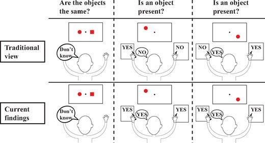 A depiction of the traditional view of the split brain syndrome (top) versus what we actually found in two split-brain patients across a wide variety of tasks (bottom). The canonical idea of split-brain patients is that they cannot compare stimuli across visual half-fields (left), because visual processing is not integrated across hemispheres. This is what we found as well. However, another key element of the traditional view is that split-brain patients can only respond accurately to stimuli in the left visual field with their left hand and to stimuli in the right visual field with their right hand and verbally. This is not what we found. Across a wide variety of tasks, we observed that split-brain patients could reliably indicate presence, location, orientation and identity of stimuli throughout the entire visual field regardless of how they responded.