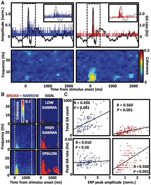 Broadband GAs are phase-locked to ERP. (A) Example of a single electrode contact showing selective phase-locking of broadband epsilon GA detections to rising edge of the ERP waveform—top row summarizes mean detection rates of narrowband (blue on the left) and broadband (red on the right) GAs superimposed on ERP trace from the same contact (black dashed boxes delineate windows for the enlarged inset views). Lower coherograms visualize trial-averaged phase coherence of the GA detections to low frequency oscillations from the same contact. Notice increased coherence to 4–8 Hz oscillation corresponding to the timing of ERP waveform (from ∼50 to 250 ms post-stimulus). (B) Difference between the broadband and narrowband phase-locking is presented as subtraction of coherograms for the two GA types as in A averaged across all active contacts (left side; 148 electrode contacts in the low gamma, 214 in the high gamma and 229 in the epsilon frequency bands), and as P-values of Wilcoxon signed rank test run for each pixel of the coherograms (red indicates P < 6.25 × 10−5 after multiple comparison correction). (C) Scatterplots and least-squares lines show correlations of ERP size with total and peak GA counts (narrowband and broadband in blue and red, respectively) during first 400 ms after word presentation. Notice that broadband but not narrowband peak GA responses are correlated with ERP amplitude.
