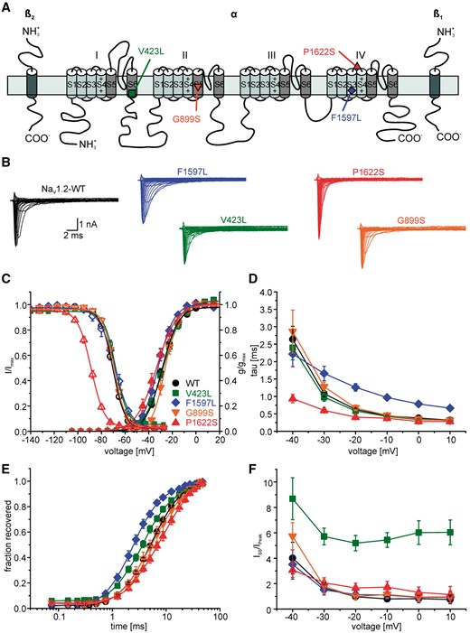 Functional studies reveal pronounced gain-of-function changes for the V423L and F1597L mutations and loss-of-function changes for the P1622S and G899S mutations. (A) Schematic of the human Nav1.2 α-subunit together with β1 and β2 subunits showing the locations of the four functionally studied mutations (V423L green square; F1597L blue diamond; G899S orange inverted triangle; P1622S red triangle). (B) Representative current traces of whole-cell Na+ currents recorded from tsA201 cells transfected with either Nav1.2 wild-type or mutant channels. (C) Voltage dependence of steady state Na+ channel activation and inactivation revealing a significant depolarizing shift of the activation curve for G899S (loss-of-function) as well as a significant hyperpolarizing shift of the inactivation curve for P1622S (loss-of-function) in comparison with the wild-type. Lines represent fits of Boltzmann functions. (D) Voltage dependence of the fast inactivation time constant for wild-type and mutant channels revealing a slowing of fast inactivation for F1597L and an acceleration for P1622S. (E) The time course of recovery from fast inactivation determined at −100 mV showed significant changes between wild-type and mutant channels. F1597L mutant channels showed a significantly faster recovery (gain-of-function), whereas P1622S mutant channels showed a significant slowing of the recovery from fast inactivation compared to wild-type channels (loss-of-function). Lines represent fits of exponential functions yielding the time constant τrec. (F) Voltage dependence of the persistent sodium current showing a large increase for V423L compared to the wild-type. Current amplitudes recorded at the end of a 70-ms depolarization were normalized to the peak current amplitude (steady state current/initial peak current). Shown are means ± SEM.
