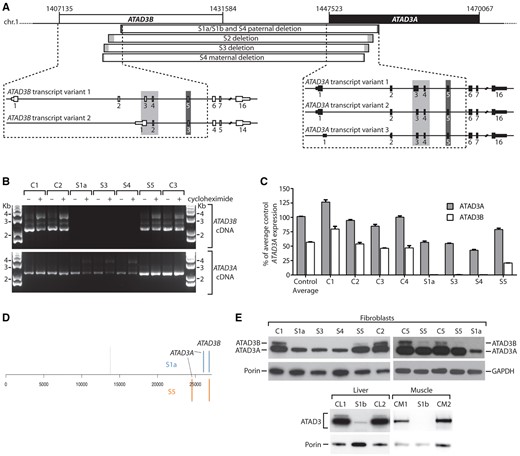 ATAD3 gene cluster deletions result in decreased expression of ATAD3A, and the loss of ATAD3B at the mRNA and protein level. (A) ATAD3 deletions in relation to exon structure of full length ATAD3B and ATAD3A isoforms for Subjects S1a, S1b, S2 and S3. (B) Full length ATAD3A and ATAD3B isoforms were amplified from control and subject cDNA prepared from fibroblasts grown ± cycloheximide. Primers OT441 and OT443 were used to amplify ATAD3A, while primers OT441 and OT445 were used to amplify ATAD3B. The ATAD3A product amplified in S1a, S3 and S4 represents the fusion cDNA due to cross-hybridization of primer OT441. (C) The relative expression levels of ATAD3A versus ATAD3B were determined by qRT-PCR from four controls and Subjects S1a, S3, S4 and S5. Results were normalized to HPRT expression and presented as percent of average control ATAD3A expression; n = 3, error = SEM. Two-way ANOVA comparing all controls and subjects showed ATAD3B expression was significantly reduced in all subjects compared to individual controls (P < 0.0001), as was ATAD3A in S1a, S3 and S4 (P < 0.0001). For Subject S5, the reduction in ATAD3A was not significant in comparison to all controls. (D) Ranked gene expression list showing the positions of ATAD3A and ATAD3B in Subjects S1a and S5 versus control. The dotted line represents the position of genes that are expressed at the same level in subject and control samples; to the left, genes expressed more highly in the subjects; to the right, genes expressed less than the control. Total number of genes 26 689. S5 fibroblasts manifested reduced expression of ATAD3B, with log2 fold change (FC) = −1.31; and to a lesser extent the intact ATAD3A log2FC = −0.73. The transcripts of the ATAD3B/ATAD3A chimera of Subject S1a registered as decreased expression of both original genes; ATAD3B, log2FC−3.0, ATAD3A, log2FC = −1.50. (E) ATAD3 proteins detected by immunoblotting using a pan-specific antibody in tissues and fibroblasts from subjects, relative to controls. Porin or GAPDH was used as a loading control.