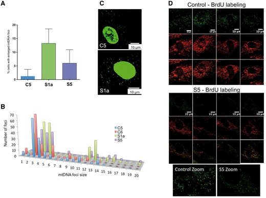 ATAD3 deficiency is associated with mtDNA abnormalities. The DNA of human fibroblasts was stained with anti-DNA antibody and the number of cells with enlarged mtDNAs was scored for cell lines C1, S1a and S5. (A) A minimum of 150 cells was counted for each cell line (n = 4 independent experiments, error bars are 1 standard deviation from the mean). See Supplementary Fig. 6 for representative images for Subject S5. (B) The signals of foci in the cytoplasm (mtDNA) plotted as frequency distribution after particle point analysis of a minimum of 20 cells. To smooth the data, signals were sorted into 20 ‘bins’ based on intensity. Foci falling in bins 1–6 all correspond to one mtDNA molecule based on detailed study of the images, including ones subjected to deconvolution analysis (Akman et al., 2016), and the fact that most mtDNAs are organized as single copies (Kukat et al., 2011), with the variation across the range expected to be the result of differences in condensation (packing) and efficiency of antibody access and coating. Many of the foci of bins 7–9 could be resolved to two or three separate or overlapping smaller dots indicating they contained two or three mtDNA molecules, whereas larger foci in bins 10 and above contained more than three copies of mtDNA. Very large mtDNA foci (bins > 11) were significantly more numerous in Subjects S1a (P < 0.0001) and S5 (P < 0.0001) fibroblasts than controls. (C) PicoGreen® staining of mtDNA reveals larger foci in cells of S1a than those of controls. Representative images showing the PicoGreen® stained structures in the cytoplasm (mtDNA). Nuclear DNA staining with PicoGreen® is highly variable (often it is undetectable) (He et al., 2007) and so cannot serve as a reference. Microscope settings and image capture parameters were identical. PicoGreen® staining was as previously described (Ashley et al., 2005). (D) BrdU incorporation into mtDNA detected by immunofluorescence. Single confocal optical sections of C1 and S5 fibroblasts treated with 20 μM BrdU for 8 h and with anti-BrdU antibody (green) and anti-ATAD3 antibody (red).