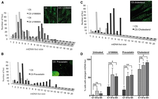 U186666A, pravastatin and cholesterol increase the size of mitochondrial nucleoids in human fibroblasts. The DNA of control human fibroblasts was stained with anti-DNA antibody after treating cells for 7 days without or with 5 μM U18666A (A), or pravastatin (B); or for 5 days with 5 mM cholesterol (C). P-values for the difference between large mtDNA foci (bins > 8) of treated versus untreated cells were P = 0.0116 (U18666A); P = 0.0011 (pravastatin); P = 0.0002 (cholesterol). The data are plotted as frequency distributions after particle point analysis. Insets are representative images. (D) The proportion of fibroblasts with enlarged mtDNA foci, after treatment with U18666A, pravastatin, or cholesterol, compared to untreated cells, based on a minimum count of 50 cells from each of three independent experiments, error bars are 1 standard deviation from the mean. Fibroblasts of Subjects S1a and S5 carry deletions in the ATAD3 gene cluster. Data for the ‘untreated’ cells, derived from experiments carried out in parallel, are reproduced from Fig. 4A. Probability was determined using a one-way ANOVA test (uncorrected Fisher’s LSD). *P < 0.05; **P < 0.01, ***P < 0.001.