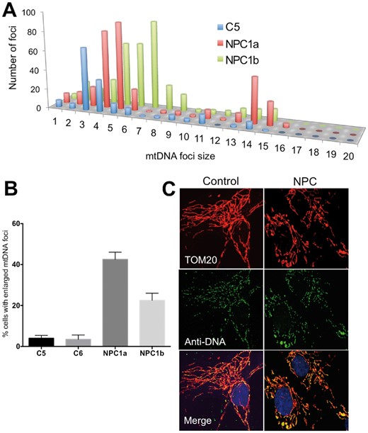 Niemann-Pick type C disease is associated with mtDNA disorganization. (A) Frequency distribution of mtDNA foci size in fibroblasts from a control and two individuals with NPC1 defects. (B) Proportion of cells with mtDNA clusters, error bars are 1 standard deviation from the mean. (C) Representative images. Anti-DNA (green) and anti-TOM20 labelling of fibroblasts. Yellow foci, and green foci bounded by red, are mtDNAs.