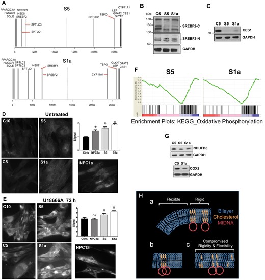 Abnormal cholesterol homeostasis and reduced expression of OXPHOS factors associated with ATAD3 gene cluster deletions. (A) Rank gene expression list showing the position of selected factors for Subjects S1a and S5 versus control (see also Supplementary Figs 8–10 and Supplementary material). (B and C) Proteins from fibroblasts of controls and S1a and S5 were fractionated by SDS-PAGE and probed with the indicated antibodies after blot transfer. There was no increase in the steady-state level of the larger isoforms of SREBF2 (located in the cytoplasm, SREBF2-C) among the subject samples but a SCAP processed SREBF2 isoform, which translocates to the nucleus (SREBF2-N) and resolves at ∼55 kDa, was increased in S1a and S5 samples (this particular species may be a phosphorylated form of SREBF2 (Krycer et al., 2012); CES1 was greatly diminished. (D and E) Free cholesterol detected by filipin labelling of fibroblasts exposed to (D) no treatment, or (E) 5 μM U18666A for 72 h. *P < 0.05, ns = not significant. (F) Gene set enrichment plots for OXPHOS in Subjects S1a and S5. Each vertical black line represents an mRNA, with the most positively correlated to the left (in the red zone). Clustering at the negatively correlated end of the spectrum (blue zone) indicates the pathway is repressed compared to the reference. Consistent changes across a gene set give sharp curves (green lines) and S1a gave the sharper curve of the two. Moreover, for S1a OXPHOS was the third most negatively differentially expressed pathway or process, whereas it was 17th for S5. These observations are consistent with greater OXPHOS impairment in S1a than S5. (G) Immunoblots of respiratory chain components of complex IV (COX2) and complex I (NDUFB8). (H) Proposed arrangement of cholesterol in the mitochondrial inner membrane, the mtDNA in particular is not to scale. (a) In normal conditions localized high concentrations of cholesterol impart rigidity to the membrane for optimal organization and segregation of the mtDNA, whereas other regions require greater flexibility to form the highly invaginated membranes characteristic of the inner mitochondrial membrane. (b) If cholesterol is scarce there is insufficient sterol to permit mtDNA segregation. (c) Alternatively, if cholesterol is present in normal amounts but dispersed, both rigidity and flexibility are suboptimal; hence, a key role of ATAD3 may be to concentrate cholesterol where the mtDNA is located. Such membrane abnormalities (b or c) could cause the increase in mitochondrial turnover (mitophagy) reported for other ATAD3 mutants (Harel et al., 2016).