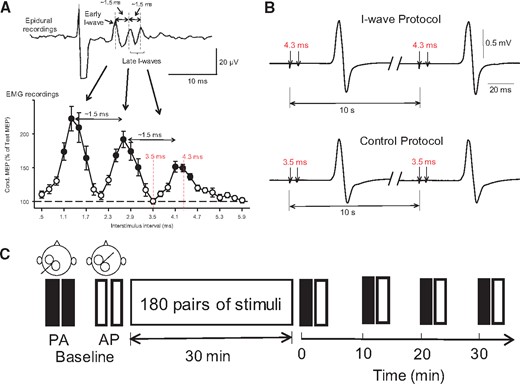 Experimental set-up. (A) Upper trace shows early and late descending indirect (I) waves on corticospinal volleys recorded from the cervical epidural space after a single TMS pulse with a periodicity of ∼1.5 ms. The earliest wave due to direct stimulation of the corticospinal neuron at or near the initial segment (D-wave) is not shown in the diagram. In the graph, the abscissa shows the interstimulus interval between pairs of TMS pulses (0.5–5.9 ms, in 0.2-ms steps) and the ordinate shows the size of a conditioned MEP (expressed as a percentage of a test MEP, horizontal dashed line) recorded by surface EMG from the first dorsal interosseous muscle. MEPs were enhanced at interstimulus intervals corresponding to the I-waves recorded from epidural recordings. (B) Conditioned MEPs recorded from a representative subject by using pairs of TMS pulses delivered at an interstimulus interval of 4.3 ms (I-wave protocol; top) and 3.5 ms (control protocol; bottom) at an intertrial interval of 10 s. Note that at 4.3 ms MEPs are facilitated mimicking the peak of a late I-wave and at 3.5 ms MEPs are not facilitated corresponding to an interval in-between the I-waves (see red dotted lines in the graph on the left; modified from Cirillo et al., 2016). (C) Two sets of 20 MEPs were recorded with the coil in the posterior-anterior (PA) and anterior-posterior (AP) orientation, before (baseline) and after (0, 10, 20, and 30 min) receiving 180 pairs of pulses in each protocol.