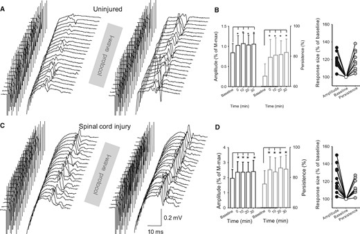 F-waves. Raw M-wave and F-wave traces from the first dorsal interosseous muscle of a representative uninjured (A) and SCI (C) subject before and after the I-wave protocol. Group (B, uninjured, n = 10; D, SCI, n = 10, left) and individual (right) data are shown in both graphs. The abscissa shows the time at which F-waves were tested before (baseline) and after (0, 10, 20 and 30 min) the I-wave protocol. The ordinate shows the F-wave amplitude (left, expressed as a percentage of baseline; black open bars) and persistence (right, expressed as a percentage of baseline; grey open bars). F-wave persistence shows the percentage of stimuli evoking a response (McNeil et al., 2013). F-wave amplitude and persistence values (expressed as a percentage of baseline) are shown for individual subjects when tested after the I-wave protocol. Error bars indicate SDs. *P < 0.05, comparison between protocols.