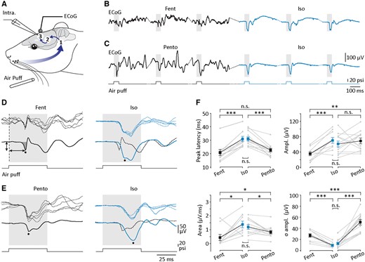 Comparison of ECoG potentials evoked by whisker stimulation during active and isoelectric brain states in the rat. (A) Experimental arrangement for recording of sensory responses in the rat cortex. Simultaneous ECoG and intracellular (Intra; see Fig. 7) recordings were made from S1. Short air puffs were delivered on whiskers, activating a polysynaptic network sequentially composed by the ipsilateral trigeminal brainstem complex (1), the contralateral somatosensory thalamic nuclei (2) and the contralateral S1 networks (3). (B and C) Typical surface cortical responses (n = 3 trials) evoked by contralateral whisker stimulation (air puffs of 50-ms duration, 20 psi) applied under fentanyl (Fent, B) and pentobarbital (Pento, C) anaesthesia, and during the subsequent isoelectric state (Iso, right). (D and E) Superimposition of five ECoG potentials (top recordings) evoked by air puffs, under fentanyl (D), pentobarbital (E) and during the isoelectric state (right panels). The bottom traces are the corresponding averaged responses (n ≥ 49 successive trials). The dashed traces in D and E (right) represent the corresponding averaged control records. As indicated in D, the peak latency of sensory responses was measured from the onset of the stimulus (vertical dashed line) to the peak deflection (horizontal arrow) and their amplitude from the baseline value preceding the stimulation to the peak (vertical arrow). The area of cortical responses was computed from their onset to the return to the baseline potential (dark grey area in D). (F) Summary data of the peak latency, amplitude (Ampl.), trial-to-trial amplitude variation (σ amplitude), and area of the sensory-evoked responses, obtained under fentanyl (Fent, n = 10 experiments), pentobarbital (Pento, n = 12 experiments) and after the suppressive injection (isoelectric, Iso). *P < 0.05; **P < 0.01; ***P < 0.001; n.s. = non-significant. B and D, and C and E are from two different experiments. Grey lines indicate individual experiments and black lines connect the corresponding mean values (±SEM).