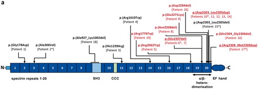 SPTAN1 variants and domain structure of the encoded αII spectrin. Variants are given in the three-letter code above the schematic of αII spectrin. The known mutations p.(Glu2207del), p.(Asp2303_Leu2305dup), and p.(Arg2308_2309dup) identified in our study are underlined. Novel SPTAN1 mutations are indicated in black or red based on the severity of the patient’s phenotype (red: infantile epileptic encephalopathy; black: childhood onset epilepsy syndromes; Table 1). Patient numbers are indicated below each mutation. Patients for whom fibroblasts were used in this study are marked with an asterisk. α spectrin repeats (α1 to α20) are indicated as dark blue boxes and numbered. The SH3 domain (light blue box) is located within α9 and the CCC (Ca2+-dependent binding site for calmodulin and cleavage sites for caspases and calpain) domain (light green box) within α10. EF hands are indicated as two blue circles at the C-terminus. α19 and α20 repeats are required for α/β heterodimerization (double arrow). N = NH2-terminus; C = COOH-terminus.