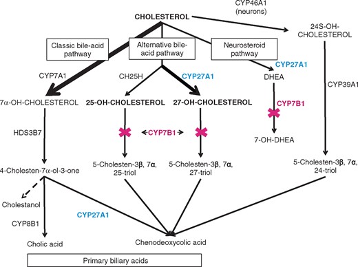 Primary bile acids simplified pathway. CYP7A1 = cholesterol 7α-hydroxylase; CYP46A1 = cholesterol 24-hydroxylase; CH25H = cholesterol 25-hydroxylase; in blue CYP27A1 = sterol 27-hydroxylase (altered in cerebrotendinous xanthomatosis); CYP7B1 = oxysterol 7α-hydroxylase (altered in SPG5); HDS3B7 = 3β-hydroxy-delta5-C27-steroid oxidoreductase; CYP8B1 = sterol 12α-hydroxylase; CYP39A1 = oxysterol7α-hydroxylase acting preferentially on 24S-OHC; DHEA = dehydroepiandrosterone.
