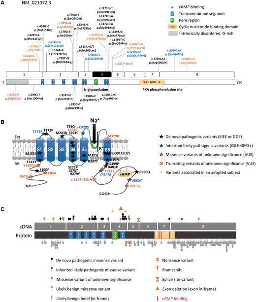 Schematic representation of HCN1 variants on the gene and protein. (A) Location of variants identified in this study (above) or previously reported (Nava et al., 2014; below) on schematic representations of the HCN1 coding exons (NM_021072.3) and corresponding protein domains. Variants in black correspond to de novo variants identified in EIEE or GGE patients. Variants in blue are dominantly inherited within GGE-GEFS+ families. Variants in orange are of unknown significance. (B) Location of HCN1 variants on a schematic representation of the HCN1 channel. Variants indicated with a star are present in an adopted individual with severe EIEE. (C) Comparison of the variants identified in patients with neurodevelopmental phenotypes (above) and variants present in ExAC (below), showing that in control populations, variants clustered in N- and C-terminal regions of the HCN1 protein, which are more tolerant to genetic variation while pathogenic variants tend to cluster to functional or transmembrane domains of the channel.