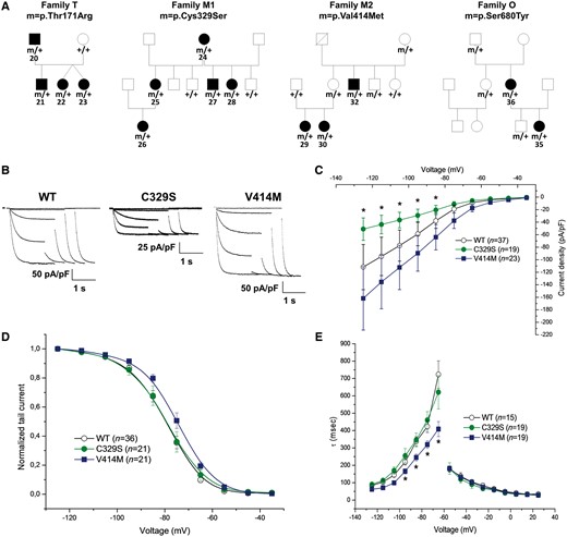 Pedigrees of families with dominantly inherited HCN1 variants and functional impact of variants identified in Families M1 and M2. (A) Pedigrees of Families T, M1, M2 and O. m/+ = the presence of a heterozygous mutation; +/+ = the absence of mutation on both alleles. The patient numbers are indicated for affected individuals and refer to numbering in Table 2. (B) Representative current traces recorded from CHO cells transfected with plasmid expressing human HCN1 wild-type, HCN1 p.Cys329Ser (C329S), or HCN1 p.Val414Met (V414M). From a holding potential of −30 mV, hyperpolarizing steps in the range of −35 to −125 mV followed by a step at −125 mV were applied to measure activation curves in standard two-step protocols. (C) Current density (pA/pF) curve as a function of test voltage for HCN1-wild-type (open circles), C329S (green circles) and V414M (blue squares). (D) Activation curves are presented as normalized tail current obtained for HCN1-wild-type (open circles), C329S (green circles) and V414M (blue squares). (E) Mean activation (left) and deactivation (right), time constant (tau) curves obtained for HCN1-wild-type (open circles), C329S (green circles) and V414M (blue squares). Data are presented as means ± SEM with the numbers of experiments for each condition indicated in parentheses. Statistical analysis was performed by one-way ANOVA with a significance level set to *P < 0.01. Values for half activation potential (V1/2) and inverse slope factor (k) are reported in Supplementary Table 4.