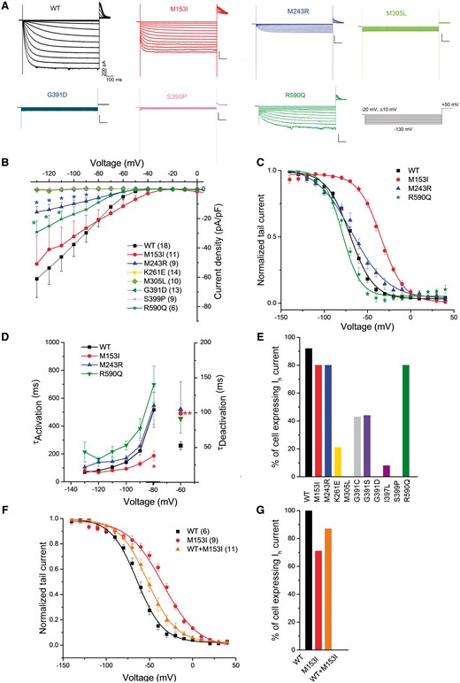 Functional impact of selected de novo HCN1 variants using whole-cell patch-clamp. (A) Representative traces of whole-cell currents recorded in CHO cells transfected with constructs for wild-type (WT), M153I, M243R, M305L, G391D, S399P or R590Q human HCN1 channels. Currents were elicited by test pulses ranging from −20 mV to −130 mV in 10 mV increments from a holding potential of −20 mV. (B) Plot of mean current density as a function of test voltage for wild-type, M153I, M243R, K261E, M305L, G391D, S399P and R590Q human HCN1 channels (two-way ANOVA, *P < 0.05). (C) Mean tail current activation curves for wild-type, M153I, M243R, and R590Q HCN1 channels. (D) M153I mutant channels have faster activation time constants than wild-type HCN1 channel (two-way ANOVA, *P < 0.05). The M153I mutant channels also display significantly increased deactivation time constants compared with those of wild-type HCN1 (one-way ANOVA, **P < 0.01 for voltage −60 mV). (E) Plot of the per cent of cells expressing the Ih current for all variants. (F) Mean tail current activation curves for wild-type, M153I and wild-type/M153I HCN1 channels. (G) Plot of the per cent of cells expressing the Ih current for all variants tested. Data are presented as means ± SEM with the numbers of experiments for each condition indicated in parentheses. Values for half activation potential (V1/2) and inverse slope factor (k) are reported in Supplementary Table 4.