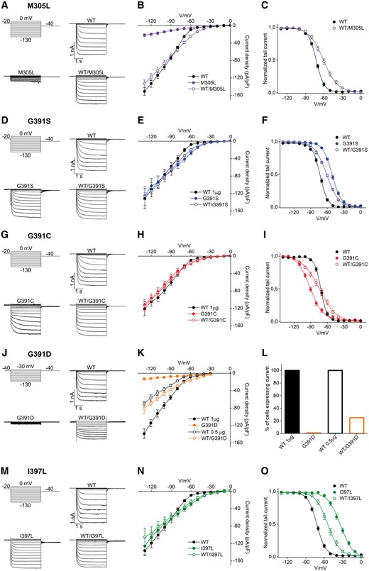Functional impact of variants altering glycine 391, isoleucine 397 and methionine 305 on HCN1 homotetramers and heterotetramers. Representative current traces recorded by whole-cell patch-clamp using the indicated voltage step protocol from HEK293 cells transiently transfected with 1 µg of plasmid DNA of HCN1 wild-type, M305L (A), G391S (D), G391C (G), G391D (J), and I397L (M) channels, as indicated. Mean steady state current/voltage relationship (I/V) from cells transfected with wild-type channel (filled black circles); wild-type/M305L and M305L (open and filled violet circles) (B), wild-type/G391S and G391S (open and filled blue circles) (E), wild-type/G391C and G391C (open and filled red circles) (H), wild-type/G391D and G391D (open and filled orange circles) (K) or wild-type/I397L and I397L (open and filled green circles) (N). Mean activation curves of wild-type, M305L (C), G391S (F), G391C (I) and I397L (O) channels, both in homo- and heterotetrameric conditions. Lines show data fit to a Boltzmann function yielding half activation potential (V1/2) and inverse slope factor (k) values reported in Supplementary Table 4. (L) Histogram showing the percentage of cells expressing current of wild-type (100%), G391D (0%) and wild-type/G391D (25%). The percentage of expression for all other variants are shown in Supplementary Fig. 5. All values are reported as mean ± SEM.