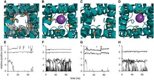 Molecular dynamic simulation of the effect of G391D on HCN1 channel structure. Results of molecular dynamic simulations of HCN1 wild-type and G391D mutant channel in POPC membrane: (A) Overlay of snapshots from S6 domains in bottom view perspective from the cytosol towards channel cavity for wild-type (grey) and homozygous G391D mutant (teal blue) after a total simulation time of 25 ns. (B) Snap shot of homozygous mutant with K+ ion (sphere) complexed by Asp391 (orange). (C) Snap shot of heterozygous mutant with Asp391 in two adjacent monomers without bound K+ ion. (D) Snap shot of heterozygous mutant with Asp391 in two opposite monomers with bound K+ ion. Lower row shows trajectories of potassium ions along the channel axis of HCN1 in wild-type channel (E), homozygous G391D mutant (F), heterozygous mutant with G391D in two adjacent monomers (G), and heterozygous mutant with G391D in two opposite monomers (H). The K+ binding site S4 in the selectivity filter is located at 0 nm while residue 391 is at ~−1.5 nm. For clarity, only a subset of all ions is shown.