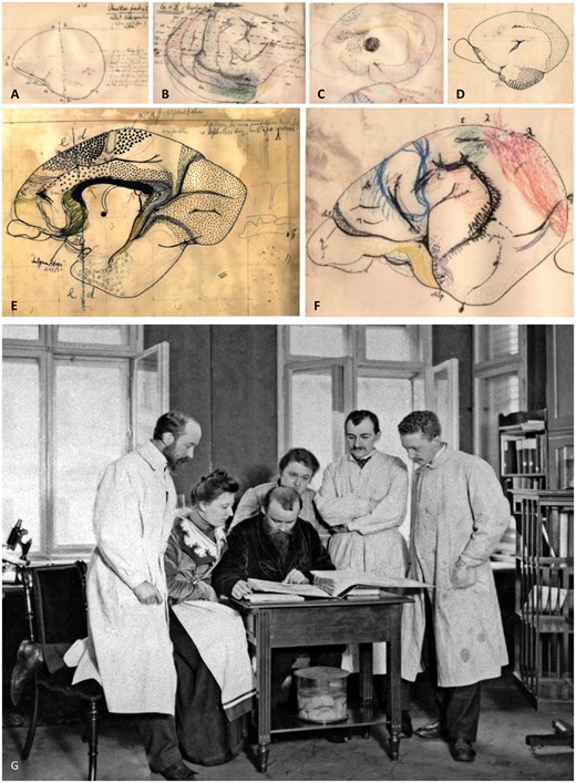 Hand drawings of Brodmann (with permission of the Brodmann Museum, Hohenfels-Liggersdorf, Germany). (A) Lateral view of the left hemisphere of a platypus (Ornithorhynchus paradoxus, Monotremata). (B) Lateral view of the right hemisphere of a spiny anteater (Echidna, Monotremata). (C) Mesial surface of the right hemisphere of a common brushtail possum (Trichosurus vulpecula). ‘Am’ in the yellow circle depicts the Corpus amygdaloideum. Large black dot commissura anterior. The commissura anterior is far smaller in the human than in the marsupial brain, since it preferentially connects allocortical regions, which are large in marsupials but belong to the relatively small (relative to the isocortex) human allocortex (archi- and palaeocortex). (D) Mesial surface of the right hemisphere of the Kinkajou (Cercoleptes caudivolvolus). Fine dots label the primary visual cortex (BA17), other symbols mark the olfactory and entorhinal cortex. (E) Mesial surface of the right hemisphere of a prosimian (Lemur niger). Large black pyramids mark the area praeparietalis (BA5), filled circles the primary motor cortex (BA4), open circles the premotor cortex (BA6), dots the primary visual cortex (BA17), and the large and small crosses the cingulate cortex (par of BA24 and the whole BA23, respectively). This sketch is an early stage of Fig. 99 in the monography (Brodmann, 1909). (F) Lateral view of the left hemisphere of a kangaroo (Macropus pennicillatus). Blue contour primary motor cortex (BA4), red primary visual cortex (BA17), yellow olfactory cortex. (G) Brodmann together with Cécile and Oskar Vogt in the ‘Neurobiological Laboratory’ of the University of Berlin. From left to right Korbinian Brodmann, Cécile and Oskar Vogt, the technician Louise Bosse, and the scientific collaborators Max Lewandowski and Max Borchert. Photo taken around 1905. With permission of the C. & O. Vogt Archive, Institute of Brain Research, University Düsseldorf, Photograph No. 272.