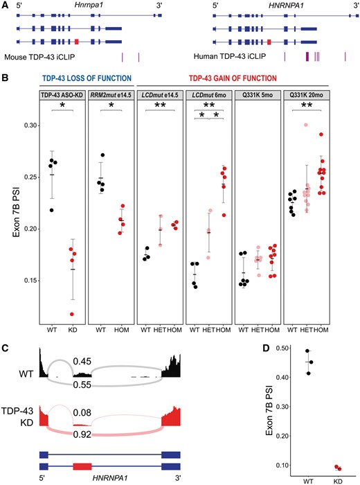 HNRNP A1 isoforms in TDP-43 loss- and gain-of-function models. (A) Annotated Hnrnpa1 transcripts alongside iCLIP clusters indicating regions of TDP-43 binding in mouse (left) and human (right). Exon 7B highlighted in red. (B) Percentage spliced in (PSI) values for Hnrnpa1 exon 7B in six published RNA-seq datasets: TDP-43 ASO-KD, RRM2mut embryonic Day 14.5 frontal cortex, LCDmut embryonic Day 14.5 head, LCDmut 6-month spinal cord, Q331K 5-month spinal cord and Q331K 20-month spinal cord. *P < 0.05, **P < 0.01. (C) Representative RNA-seq read traces with sashimi plots for HNRNPA1 in wild-type (WT) and TDP-43 KD human iMNs. Proportional levels of exon 7B inclusion (top) and skipping (bottom) labelled in each trace. Exon 7B highlighted in red on annotated HNRNPA1 transcripts. (D) PSI values for HNRNPA1 exon 7B in TDP-43 KD human iMN RNA-seq. RNA-Seq dataset analysis and PSI calculation were conducted as described in Fratta et al. (2018).