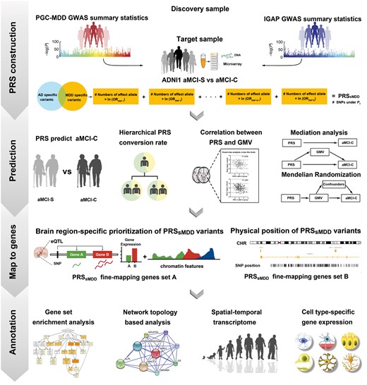 A schematic summary of the study design. ADNI = Alzheimer’s Disease Neuroimaging Initiative; CHR = chromosome; eQTL = expression quantitative trait loci; GMV = grey matter volume; GWAS = genome-wide association studies; IGAP = International Genomics of Alzheimer’s Project; OR = odd ratios; PGC-MDD = major depressive disorder working group of Psychiatric Genomics Consortium; PT = P-values threshold of genome-wide association studies.