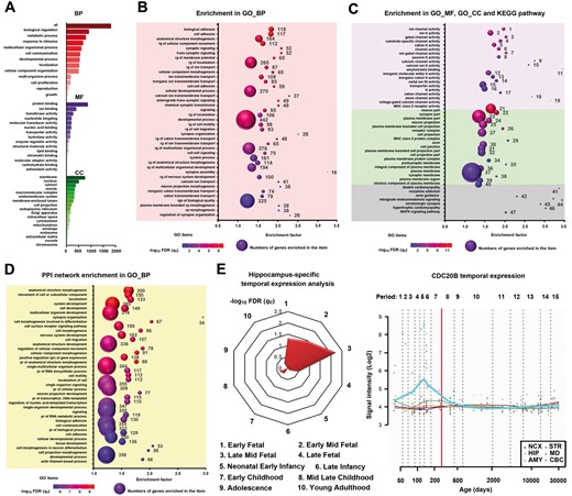 Gene enrichment of PRSsMDD fine-mapping 1860 genes. (A) Enrichment of the PRSsMDD genes in GO items. The x-axis shows the numbers of genes enriched in each item (y-axis). The red, purple, green bars denote the biological process, molecular function and cellular component, respectively. (B) Top 40 significant enriched GO biological process items of the PRSsMDD genes. The x-axis shows enrichment factor of each GO item (y-axis). The size of the spheres reflects the number of genes (labelled beside the balls) enriched in each item. The colour of the spheres demonstrates the significance of the enrichment analyses. (C) Top 20 significant enriched GO molecular function and cellular component items, and all significant KEGG pathway items of the PRSsMDD genes. The purple, green and grey background colours show the molecular function, cellular component and KEGG pathway, respectively. (D) Top 40 significant enriched GO biological process items of the PPI network. (E) Left: PRSsMDD genes were highly expressed in the middle-late foetal developmental period in the hippocampus. Right: CDC20B was highly expressed in the early and late mid-foetal development periods in the hippocampus. Periods 1–15 are described in Supplementary Table 11. AMY = amygdala; BP = biological process; CBC = cerebellar cortex; CC = cellular component; CDC20B = cell division cycle 20B; cp = cell projection; GO = gene ontology; HIP = hippocampus; MF = molecular function; MD = mediodorsal nucleus of the thalamus; NCX = neocortex; pr = positive regulation; rg = regulation; STR = striatum; tt = transmembrane transporter.