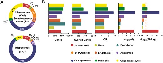 Cell type-specific expression analyses. (A) The frequency of the nine major cell types in the CA1 and S1 (top) and only in the CA1 (bottom) of the mouse brains (Zeisel et al., 2015). (B) The first bar plot shows the numbers of genes in eight labelled cell types of hippocampus from the Zeisel et al. study. The second bar plot shows the numbers of overlapping genes between PRSsMDD fine-mapping 1860 genes and significantly expressed genes in each cell type of hippocampus. The last three bar plots show the cell type-specific expression results of the PRSsMDD-related genes in the eight labelled cell types of the hippocampus. The dashed red line shows the significant level under qc < 0.05 in FDR-BH correction. CA = cornu ammonis; GMV = grey matter volume; OR = odd ratios; S1 = somatosensory cortex.