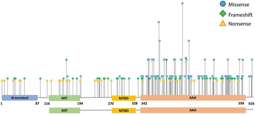 Distribution of missense, nonsense, and frameshift mutations. The height of the bars represents the number of different base changes affecting the same amino acid position of the gene sequence.