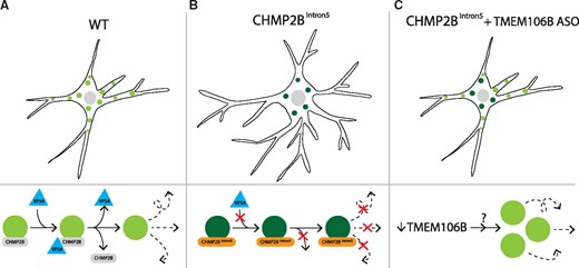 Reducing levels of TMEM106B rescues the endolysosomal trafficking block and dendritic arborization abnormalities in primary cortical neurons expressing mutant CHMP2B. (A) Wild-type (WT) neurons require recruitment of the protein VPS4 to help detach CHMP2B from the membrane to allow efficient endolysosomal trafficking. (B) Neurons expressing mutant CHMP2B (CHMP2BIntron5) have increased dendritic branching with a reduced number of endolysosomes within the cell body, likely owing to the inability of mutant CHMP2B to recruit VPS4, rendering these vesicles stationary. (C) Treatment with an antisense oligonucleotide (ASO) against TMEM106B rescues the increase in dendritic branching and broadly increases trafficking without mobilizing endolysosomes carrying mutant CHMP2B.