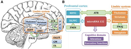 Summary of our findings about miR-132 dysregulation in unmedicated depression. (A) Mapping of three MRI components in the same brain with three colours. Note that prefrontal cortex, hippocampus and amygdala are all identified in both fALFF and grey matter, constituting the fronto-limbic system that has been implicated in mediating emotional processing (Phillips et al., 2003) and the pathophysiology of MDD in adults (Drevets, 1999; Sinclair, 2013). Note that these regions were also touched or linked by the identified white matter tracts such as the anterior thalamic radiation (ATR), superior longitudinal fasciculus (SLF), forceps minor (FMIN) and forceps major (FMAJ) (green arrows); while this is all data-driven, it further validates the effectiveness of multimodal fusion. (B) Inference and summary based on our results. Here higher miR-132 expression levels are related with lower fALFF and grey matter in the fronto-limbic circuits and result in poorer attention and executive functions in MDD. Note that forceps minor interconnects the left and right prefrontal cortex across hemispheres (detected in both fALFF and grey matter), anterior thalamic radiation links prefrontal cortex (PFC) with the thalamus, providing evidence for disrupted anatomical connections in fronto-limbic circuitry. Our results clearly support that key depression-associated brain areas, previously implicated in functional, anatomical and structural brain-imaging studies, may be affected by miR-132 dysregulation. AMY = amygdala; DLPFC = dorsolateral prefrontal cortex; FA = fractional anisotropy; GM = grey matter; HIPP = hippocampus; MPFC = medial prefrontal cortex.