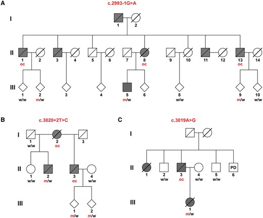 Genetic analysis shows co-segregation of the KIF5A splice site variants and the apparent missense variant c.3019A>G with ALS. (A) c.2993-1G>A (B) c.3020+2T>C. (C) c.3019A>G. Obligate carriers of the respective variant are abbreviated as ‘oc’. All currently asymptomatic mutation carriers are 45 years old or younger. m = mutant allele; PD = Parkinson’s disease; w = wild-type allele.