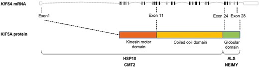 Localizations of mutations in the KIF5A gene in the respective diseases caused by KIF5A mutations. HSP10 = hereditary spastic paraplegia type 10; NEIMY = neonatal intractable myoclonus.