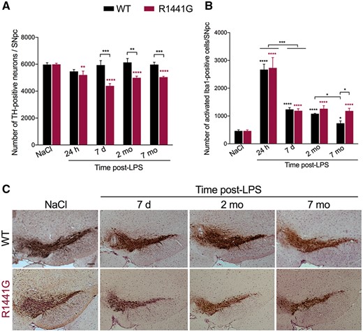 Systemic inflammation causes neuronal loss in the SNpc of mutant R1441G mice but not wild-type. (A) Loss of TH-positive dopaminergic neurons in the SNpc of R1441G mice up to 7 months (mo) after systemic LPS injection. Data are mean ± SEM, n = 16 for NaCl group, n = 3–5 for each post-LPS group. **P < 0.005, ***P < 0.001, ****P < 0.0001. (B) Number of activated Iba1-positive microglial cells in the SNpc of R1441G mice and background matched non-transgenic littermates (WT) following systemic LPS injection. Data are mean ± SEM, n = 15 for NaCl group, n = 3–5 for each post-LPS group. *P < 0.05, ***P < 0.001, ****P < 0.0001. (C) Representative images of TH-positive dopaminergic neurons in the SNpc of wild-type and R1441G mice 7 days (d), 2 and 7 months after LPS injection. Sections are matched at the same level of the substantia nigra (Bregma −3.08–3.16 mm) (Paxinos and Franklin, 2001). Scale bar = 100 μm.
