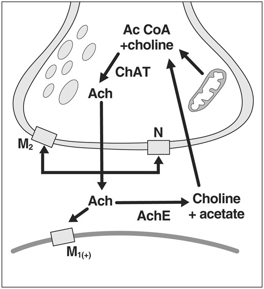 Physiology of the cholinergic synapse. Choline is the critical substrate for the synthesis of acetylcholine. Acetyl coenzyme A (Ac CoA), which is produced by the breakdown of glucose (carbohydrate) through glycolysis (Krebs cycle), along with the enzyme choline acetyltransferase (ChAT) are critical for the synthesis of acetylcholine (Ach). Once the neurotransmitter acetylcholine is released into the synapse, it binds (activates) postsynaptic receptor (M1), thus transmitting a signal from one neuron to the other. The excess neurotransmitter in the synaptic cleft is broken down by the enzyme acetyl cholinesterase (AChE) into choline and acetate, which are returned by an uptake mechanism for recycling into acetyl coenzyme A.