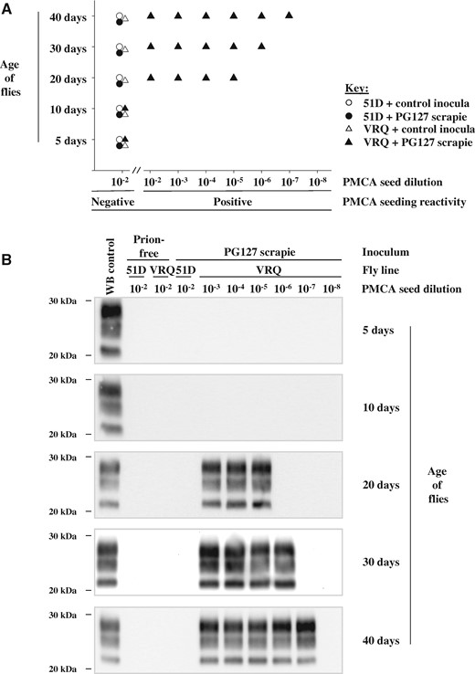 Prion seeding activity in scrapie-exposed PrP transgenic Drosophila.Elav × VRQ(GPI) PrP transgenic (VRQ) and Elav × 51D (51D) Drosophila were exposed at the larval stage to PG127 scrapie-infected or prion-free control sheep brain material. At various times after hatching, head homogenate was prepared from harvested flies and used as seed in PMCA reactions. (A) End-point titration of PMCA prion seeding activity in head homogenate from control or PG127-exposed Drosophila. (B) Western blot detection of PK-resistant PrP27–30 in PMCA reaction products seeded with control or PG127-exposed Drosophila head homogenate. Molecular mass markers in kDa shown on the left.