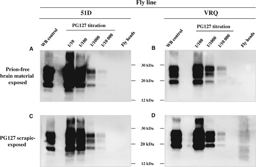 PK-resistant PrP in scrapie-exposed PrP transgenic Drosophila.Elav × VRQ(GPI) PrP transgenic (VRQ) and Elav × 51D (51D) Drosophila were exposed at the larval stage to PG127 scrapie-infected or prion-free control sheep brain material. At 30 days post-hatching, head homogenate was prepared from harvested flies, treated with PK and analysed by western blot to detect PK-resistant PrP. (A and B) Drosophila exposed to control brain homogenate. (C and D) Drosophila exposed to PG127 scrapie-infected sheep brain homogenate. (A and C) Elav × 51D Drosophila. (B and D) Elav × VRQ(GPI) PrP transgenic Drosophila. A titration of original PG127 scrapie-infected sheep brain homogenate is included on each blot for comparative purposes. Molecular mass markers in kDa shown in the centre.
