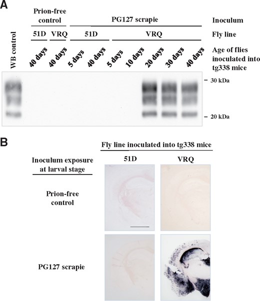 Detection of prion infectivity in scrapie-exposed PrP transgenic Drosophila.Elav × VRQ(GPI) PrP transgenic (VRQ) and Elav × 51D (51D) Drosophila were exposed at the larval stage to PG127 scrapie-infected or prion-free control sheep brain material. At various times after hatching, head homogenate was prepared from harvested flies and inoculated into tg338 mice. Inoculated mice were euthanized when they showed clinical signs of prion infection or after 250 days for those that did not develop clinical disease. Mice were considered positive for prion disease when PK-resistant PrP27–30 was detected in brain tissue by western blot. (A) Western blot detection of PK-resistant PrP27–30 in the brains of tg338 mice with clinical prion disease. Molecular mass markers in kDa shown on the right. (B) PET blot analysis of tg338 mouse brains from animals inoculated with 40-day-old Elav × VRQ(GPI) PrP transgenic (VRQ) or Elav × 51D (51D) Drosophila exposed to PG127 scrapie-infected or prion-free control sheep brain material. Scale bar = 150 µm.