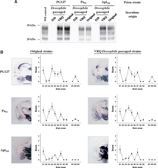 Authentic prion replication in PrP transgenic Drosophila.Actin × VRQ(GPI) PrP transgenic (VRQ) Drosophila were exposed to the PG127 and Apl338, prion strains, and Elav × ARQ(GPI) PrP transgenic (ARQ) Drosophila were exposed to the Pa59 prion strain, at the larval stage. Actin × 51D and Elav × 51D (both referred to as 51D in appropriate graph) Drosophila were used as control flies where appropriate. Head homogenates were prepared from adult flies aged 30 days and inoculated into tg338 mice. Inoculated mice were euthanized when they showed clinical signs of prion infection or after 250 days for those that did not develop clinical disease. Mice were considered positive for prion disease when PK-resistant PrP27–30 was detected in brain tissue by western blot. Mouse brains were analysed for the presence of PK-resistant PrP and subjected to neuropathological assessment by PET blot and lesion profile analysis. (A) Western blot detection of PK-resistant PrP27–30 in the brains of tg338 mice during the isolation of PG127, Pa59 or Apl338, or prion strains (original inoculum), or these prion strains after passage in Drosophila (Drosophila passaged). Molecular mass markers in kDa are shown on the left. (B) PET blot and lesion profile analysis of tg338 mouse brains after exposure to the original mouse-derived PG127, Pa59 or Apl338, or prion strains (original inoculum), or these prion strains after passage in Drosophila (Drosophila passaged). Scale bar = 150 µm.