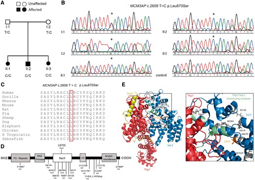 The p.Leu870Ser MCM3AP mutation in a Lebanese family localizes to the Sac3 domain of GANP. (A) The pedigree shows segregation of the mutation that has been confirmed by (B) Sanger sequencing analysis traces. Circles denote females and squares denote males. The asterisk denotes the nucleotide position at which a homozygous T to C transition is observed in all affected siblings and both parents are heterozygous for the T to C transition. A sequence trace of a neurologically normal unrelated individual shows a homozygous T allele. (C) Alignment analysis for the p.Leu870Ser mutation for MCM3AP orthologues in different species. Amino acid position 870 is boxed in red. (D) GANP protein showing the different domains and location of mutations for recessive CMT. Previously reported mutations (below) and the novel mutation in this study (above) are shown. (E) Structure of the TREX2 complex including the GANP protein, showing CMT causing mutations within the Sac3 domain. Diagram was drawn using the crystal structure of the S. cerevisiae homologue (PDB: 3t5v) (Ellisdon et al., 2012). Sac3 residues are shown in blue, in complex with Thp1 (human homologue PCID2) in red and Sem1 (human homologue DSS1) in yellow. CMT mutations are shown as grey sticks and the newly identified p.Leu870Ser mutation in orange. Box area is enlarged to show CMT mutations enriched around the Sac3/Thp1 interaction interface (Sac3 interacting residues highlighted in green).