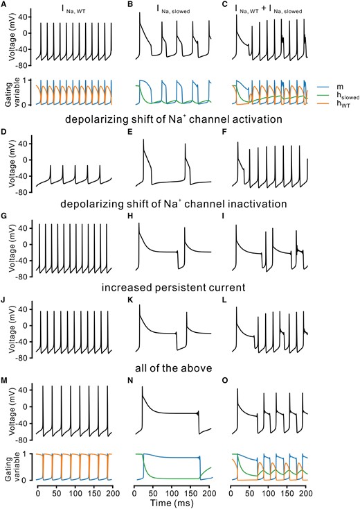 Modelling action potential firing behaviour using different Na+ channel gating parameters. (A) A single compartment conductance-based model was used to qualitatively simulate the action potential firing in neurons using a wild-type Na+ channel (see ‘Materials and methods’ section). Top: Voltage traces of the model neuron; Bottom: Time courses of corresponding gating variables for activation (m, blue) and inactivation (hWT, orange). (B and C) Same condition as in A with a slowed inactivation (hslowed, green) alone (B) or in combination with a fast wild-type channel (C). (D–F) Same as top traces in A–C, with an additional depolarizing shift of the activation process (m). (G–I) Same as top traces in A–C, with an additional depolarizing shift of the inactivation process (h). (J–L) Same as top traces in A–C, with an additional persistent current (see ‘Materials and methods’ section). (M–O) Same as A–C (top and bottom traces), adding all changes used in D–L.
