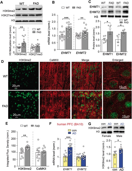 Aged FAD mice exhibited the elevated histone methylation H3K9me2 and the upregulation of EHMT1 and EHMT2 in PFC, and human patients with Alzheimer’s disease also had the increased H3K9me2 in PFC. (A) Immunoblots and quantitative analysis of H3K9me2 and H3K27me3 levels in PFC lysates from wild-type versus 5xFAD mice (5–6 months old). **P < 0.01, t-test. (B) Quantitative real-time RT-PCR data on the mRNA level of Ehmt1 and Ehmt2 in PFC from wild-type versus FAD mice. **P < 0.01, ***P < 0.001, t-test. (C) Immunoblots and quantification analysis of protein levels of EHMT1 and EHMT2 in the nuclear fraction of PFC neurons from wild-type versus FAD mice. Nuclear protein levels were normalized to H3. *P < 0.05, t-test. (D) Confocal images of prefrontal cortical neurons immunostained with H3K9me2 and CaMKII in wild-type or 5xFAD mice. (E) Quantification of the intensity of H3K9me2 and CaMKII signals in PFC neurons from wild-type or 5xFAD mice. **P < 0.01, t-test. (F) Quantitative real-time RT-PCR data on the mRNA level of EHMT1 and EHMT2 in post-mortem prefrontal cortical tissue (Brodmann area 10) from human patients with Alzheimer’s disease versus age- and sex-matched control subjects. ***P < 0.001, t-test. (G) Immunoblots and quantitative analysis of H3K9me2 in the nuclear fraction of post-mortem PFC tissue from human patients with Alzheimer’s disease versus control subjects. *P < 0.05, t-test. Each set of the experiments was replicated between three and five times. Full immunoblots are in Supplementary Fig. 9.