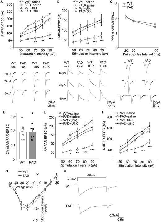 AMPAR- and NMDAR-mediated synaptic transmission was significantly diminished in FAD mice, which was restored by EHMT1/2 inhibitors. (A and B) Input-output curves (mean ± SEM) of AMPAR-EPSC (A) and NMDAR-EPSC (B) in response to a series of stimulation intensities in PFC pyramidal neurons from wild-type and FAD mice (5–6 months old) treated with BIX01294 (1 mg/kg, s.c. 3×) or saline control. **P < 0.01, ***P < 0.001, two-way rmANOVA. Bottom: Representative EPSC traces at different stimuli. (C) Paired-pulse ratio (PPR) of AMPAR-EPSC in PFC pyramidal neurons of wild-type (WT) versus FAD mice. Bottom: Representative traces of AMPAR-EPSC evoked by paired pulses at different intervals. (D) Bar graphs showing coefficient of variations (CV) of AMPAR-EPSC in PFC pyramidal neurons of wild-type versus FAD mice. (E and F) Input-output curves (mean ± SEM) of AMPAR-EPSC (E) and NMDAR-EPSC (F) in response to a series of stimulation intensities in PFC pyramidal neurons from wild-type and FAD mice (5–6 months old) treated with the EHMT1/2 inhibitor UNC0642 (1 mg/kg, i.p. 3×) or saline control. *P < 0.05, **P < 0.01, ***P < 0.001, two-way rmANOVA. (G) I-V curves of calcium currents through voltage-dependent calcium channels (VDCCs) in PFC pyramidal neurons from wild-type versus FAD mice. (H) Representative VDCC current traces. Each set of the experiments was replicated between four and six times.