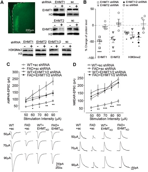 Knockdown of EHMT1/2 attenuated the synaptic deficits in FAD mice. (A and B) Immunoblots and quantitative analysis of EHMT1, EHMT2, and H3K9me2 in PFC slices from mice with the stereotaxic injection of Ehmt1 shRNA, Ehmt2 shRNA or a scrambled shRNA lentivirus. *P < 0.05, **P < 0.01, ***P < 0.001, paired t-test, compared with PFC from the ipsilateral non-injection site (−). (A) Top left: Image shows the infected brain region (medial PFC). Full blots are in Supplementary Fig. 9. (C and D) Input-output curves (mean ± SEM) of AMPAR-EPSC (C) and NMDAR-EPSC (D) in PFC pyramidal neurons from wild-type and FAD mice injected with EHMT1 plus EHMT2 shRNA lentiviruses or a scrambled shRNA lentivirus. *P < 0.05, **P < 0.01, ***P < 0.001, two-way rmANOVA. Bottom: Representative EPSC traces at different stimuli. Each set of the experiments was replicated between three and four times.