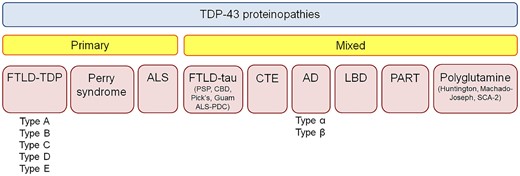 TDP-43 immunoreactive inclusions can be found in many different neurodegenerative diseases. Currently TDP-43 proteinopathies are divided into primary TDP-43 proteinopathies and mixed (secondary) TDP-43 proteinopathies. AD = Alzheimer’s disease; ALS = amyotrophic lateral sclerosis; CBD = corticobasal degeneration; CTE = chronic traumatic encephalopathy; FTLD = frontotemporal lobar degeneration; LBD = Lewy body disease; PART = primary age related tauopathy; PDC = Parkinson-dementia complex; PSP = progressive supranuclear palsy; SCA = spinocerebellar ataxia.