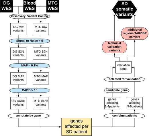 Flowchart of data filtering and analysis. From top left: Raw somatic variant calling using blood and dentate gyrus (DG) or medial temporal gyrus (MTG) deep exome sequencing data (WES), signal to noise filter (S2N), minor allele frequency filter (MAF), CADD score filter, annotating and grouping per gene, resulting in the genes affected in each patient with semantic dementia (SD). Right: Grouping genes affecting multiple patients (>5) or affecting candidate genes in fewer patients (one to four) to be included in the validation amplicon panel. To excluded false negative findings in the WES data in FTD-TDP known germline causal genes GRN and TARDBP, all exons in these genes were included in the validation panel. The first validation round was performed on the same tissues as the discovery WES to confirm true positive variants from the WES, or identify false negative findings in GRN or TARDBP. The second round of validation further classified true positive variants in additional brain tissues and non-demented controls.