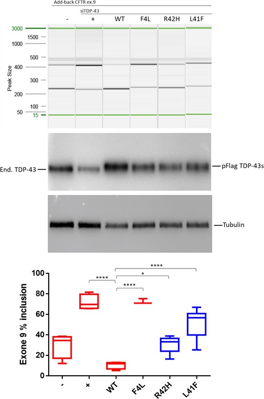 Impact of both TARDBP variants on the splicing regulation functionality of TDP-43, demonstrated by splice-in/out add-back assay of CFTR exon 9. From left to right: The first two lanes show the baseline measurement with both splicing in and out of exon 9 in the absence (-) or presence of TDP-43 siRNA (+). Lane 3 shows that addition of si-resistant wild-type TDP-43 can rescue the splicing functionality (WT) but this cannot be achieved by a TDP-43 carrying the F4L mutation that does not allow the protein to bind RNA (lane 4). Lanes 5 and 6 show the results obtained after the addition of mutated TDP-43 carrying the predicted damaging variants (R42H and L41F). Middle: Western blots showing equal expression of the flagged-TDP-43 wild-type and mutants (pFlag-TDP-43s) following knockdown of the endogenous protein (end. TDP-43). Tubulin was used as an internal control. Bottom: Quantification of the ratio of CFTR exon 9 inclusion. The standard deviation and P-values are reported for three independent experiments. Unpaired t-test was performed for statistical analysis (*P < 0.05).