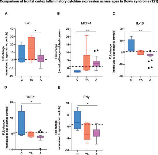 Neuroinflammation is exacerbated before the development of overt Alzheimer’s disease pathology in Down syndrome. (A) IL-6 levels where significantly higher in young adults (13–27 years old) with Down syndrome than in older adults with Down syndrome (39–68 years old). One-way ANOVA, F(2,27) = 4.34, P = 0.02, followed by Tukey’s post hoc test (young Down syndrome adults versus Down syndrome adults, P = 0.01). (B) The Down syndrome adult group showed higher levels of MCP-1 when compared to children with Down syndrome (1–10 years old). Kruskal-Wallis test, MCP-1 H = 8.74, P = 0.01 followed by Dunn’s post hoc test (T21 children versus T21 adults, P = 0.009). (C–E) IL-10, TNFα and IFNγ expression levels were higher in children with Down syndrome than in the Down syndrome adult group. Kruskal-Wallis test followed by Dunn’s post hoc test, IL-10 H = 10.64, P = 0.004; T21 children versus T21 adults, P = 0.004; TNFα H = 9.01, P = 0.01; T21 children versus T21 adults, P = 0.01; IFNγ H = 6.84, P = 0.03; T21 children versus T21 adults, P = 0.02. Data are displayed in box plots where the box represents the interquartile interval in which the upper and bottom ends of the box represent the third and the first quartile, respectively. The horizontal line in the box represents the median. The vertical lines or whiskers extending from the box represent the minimum and maximum values in the data. Full circles represent outliers according to Tukey’s rule. The fold change was calculated by normalizing each age group to its own age-matched control. Dotted line represents age-matched control levels. A = adults; C = children; YA = young adults. T21 children, n = 4; T21 young adults, n = 6; T21 adults, n = 20. *P < 0.05, **P < 0.01.