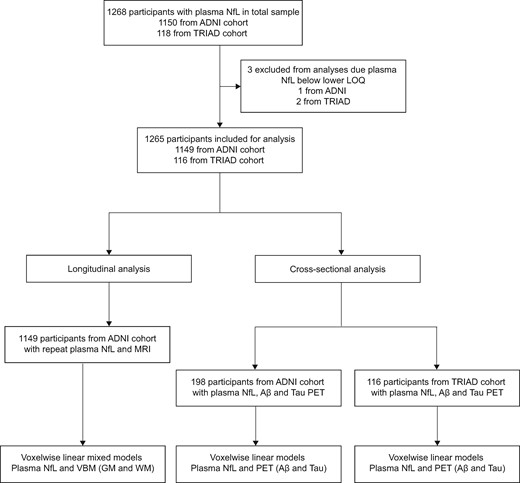 Flow diagram summarizing the study design. Longitudinal analyses were performed using data from ADNI participants only. Cross-sectional analyses were performed in a subset of ADNI participants with amyloid-β and tau PET and validated in the TRIAD cohort. Aβ = amyloid-β; GM = grey matter; LOQ = limit of quantification; VBM = voxel-based morphometry; WM = white matter. Cross-sectional analysis was performed on a subset of participants who had amyloid-β and tau PET matching closely with plasma NfL. TRIAD data were used to validate cross-sectional findings from ADNI.