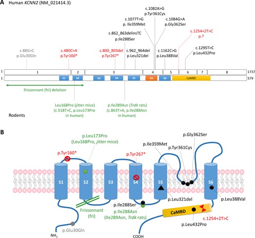 Overview of KCNN2 pathogenic variants. (A) Schematic representation of the KCNN2 variants identified in patients in this study (top) and mutations described in rodents (bottom) on the gene (isoform NM_021414.3) and on the protein. (B) Schematic representation of the SK2 channel showing the localization of the pathogenic variants identified in patients (red: truncating variants; black: pathogenic or likely pathogenic missense variants; grey: de novo variant of unknown significance) and rodents (in green).